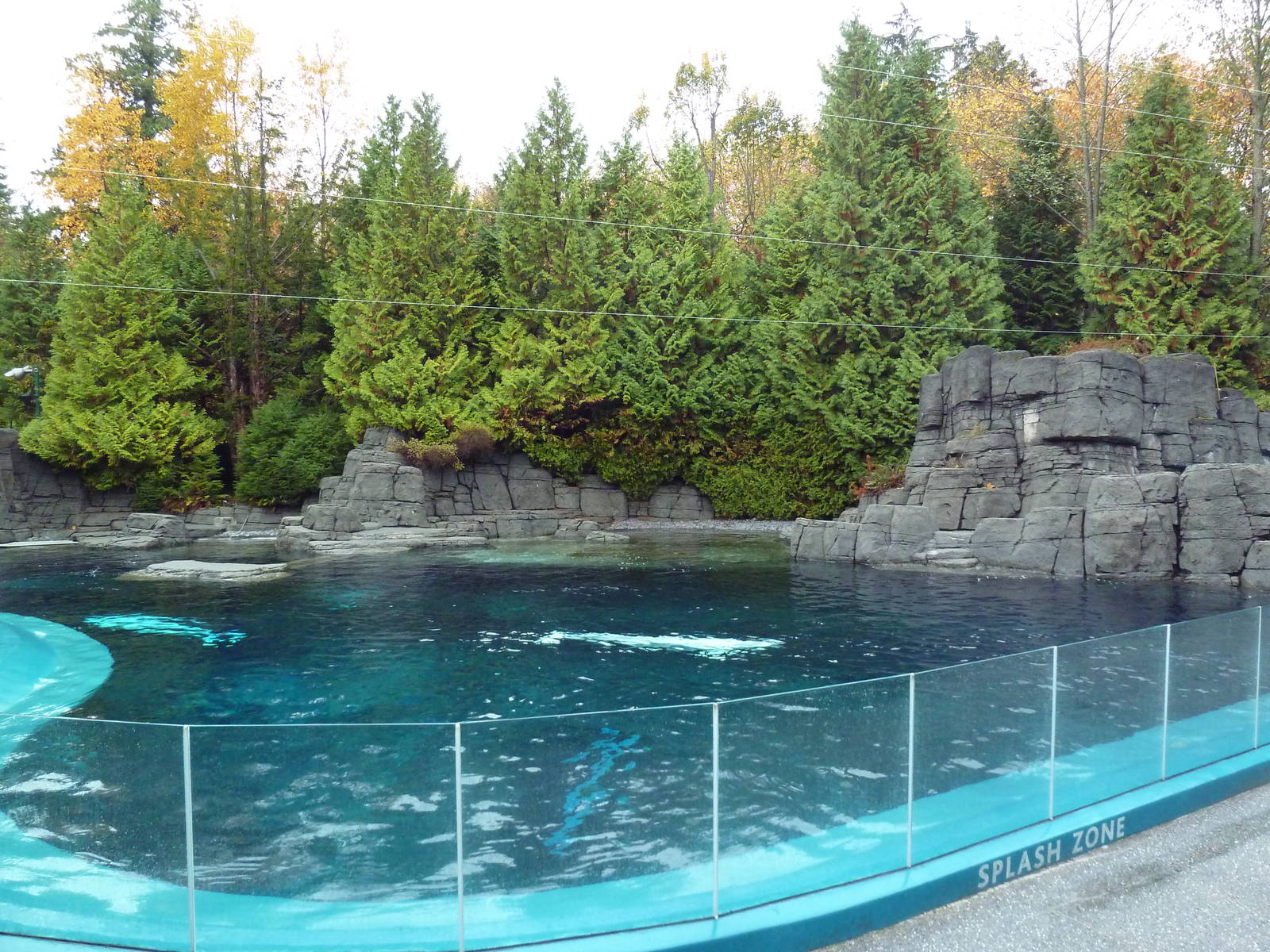 Beluga Whale Exhibit