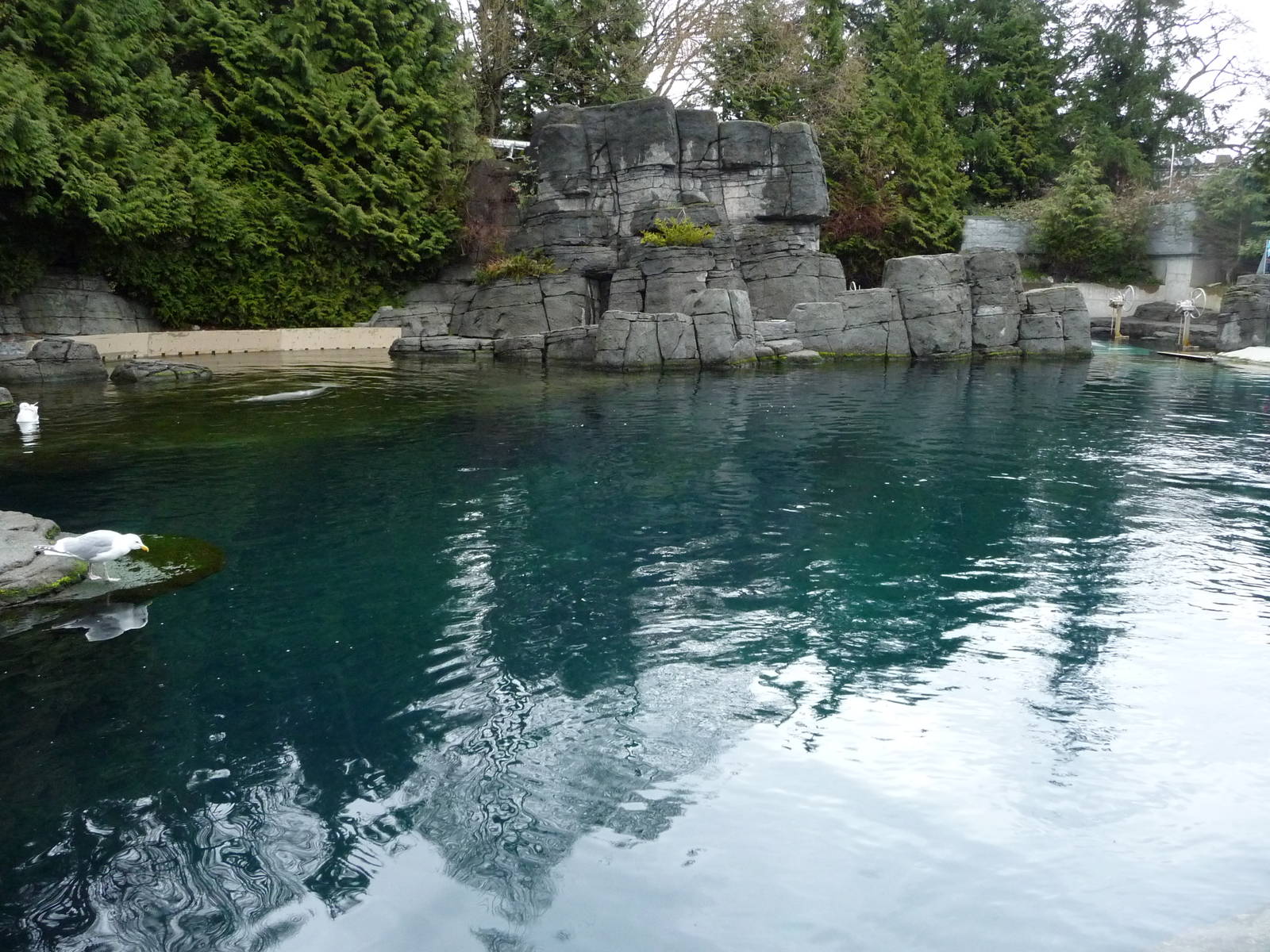 Beluga Whale Exhibit