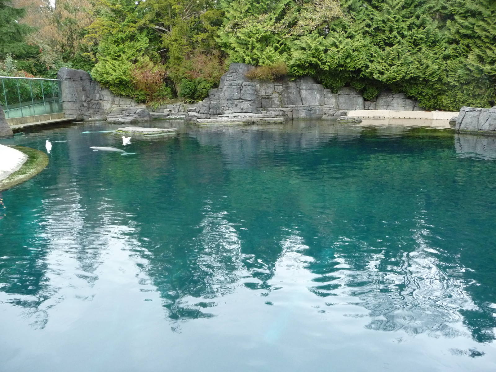 Beluga Whale Exhibit