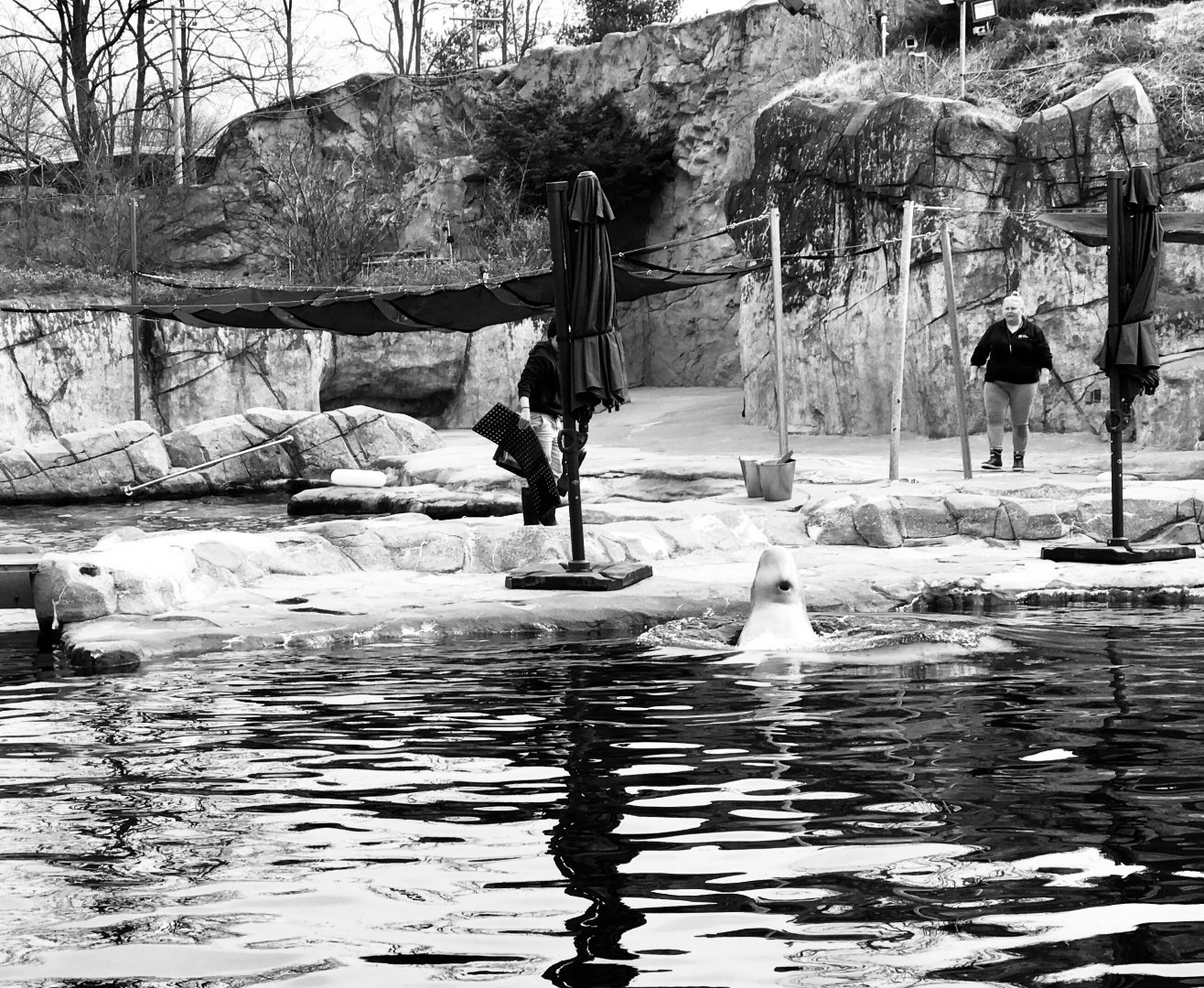 Beluga Whale Exhibit