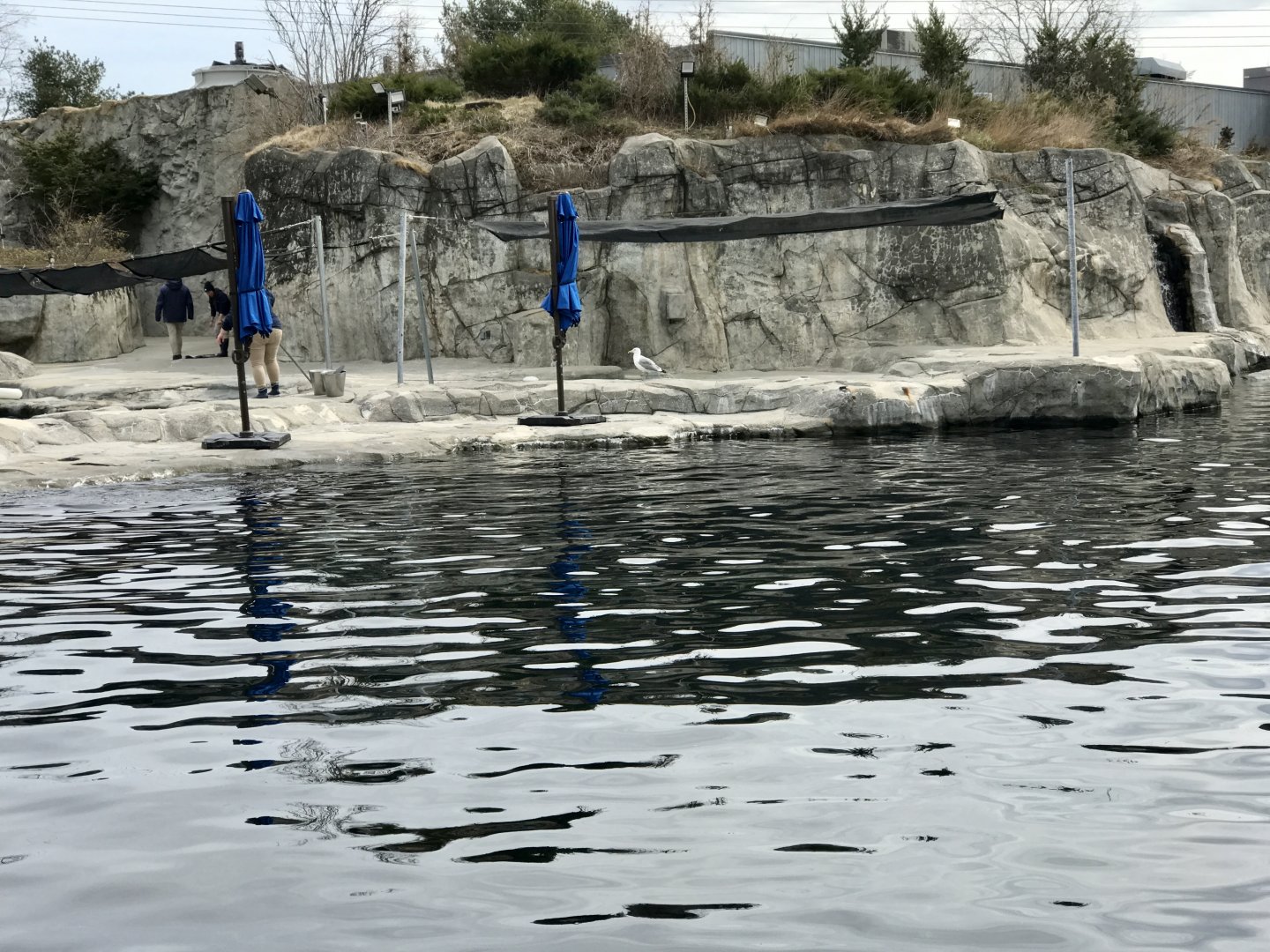 Beluga Whale Exhibit