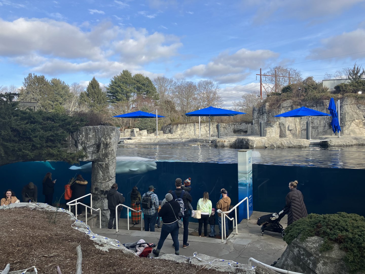 Beluga Whale Exhibit