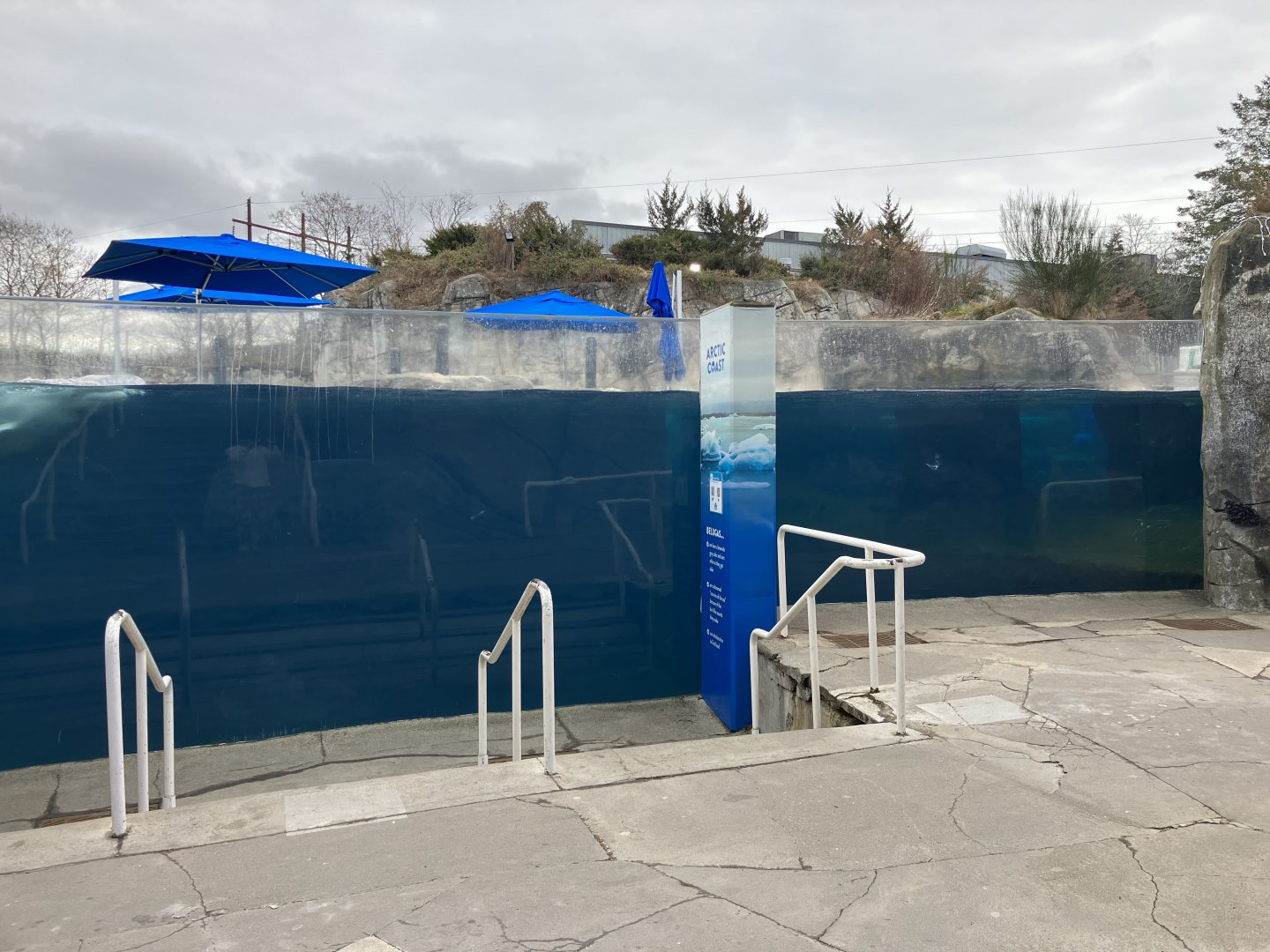Beluga Whale Exhibit