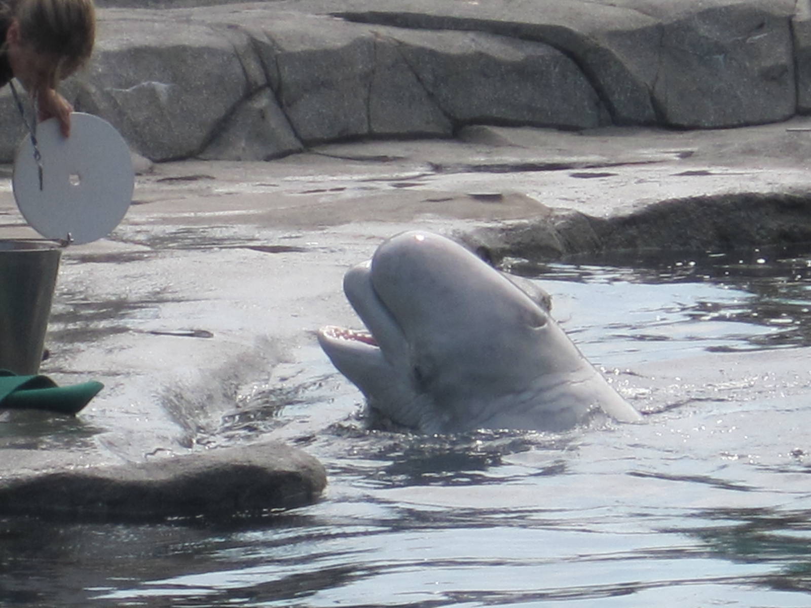 Beluga Whale Feeding