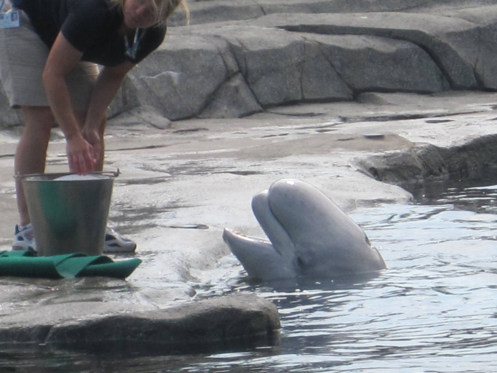 Beluga Whale Feeding