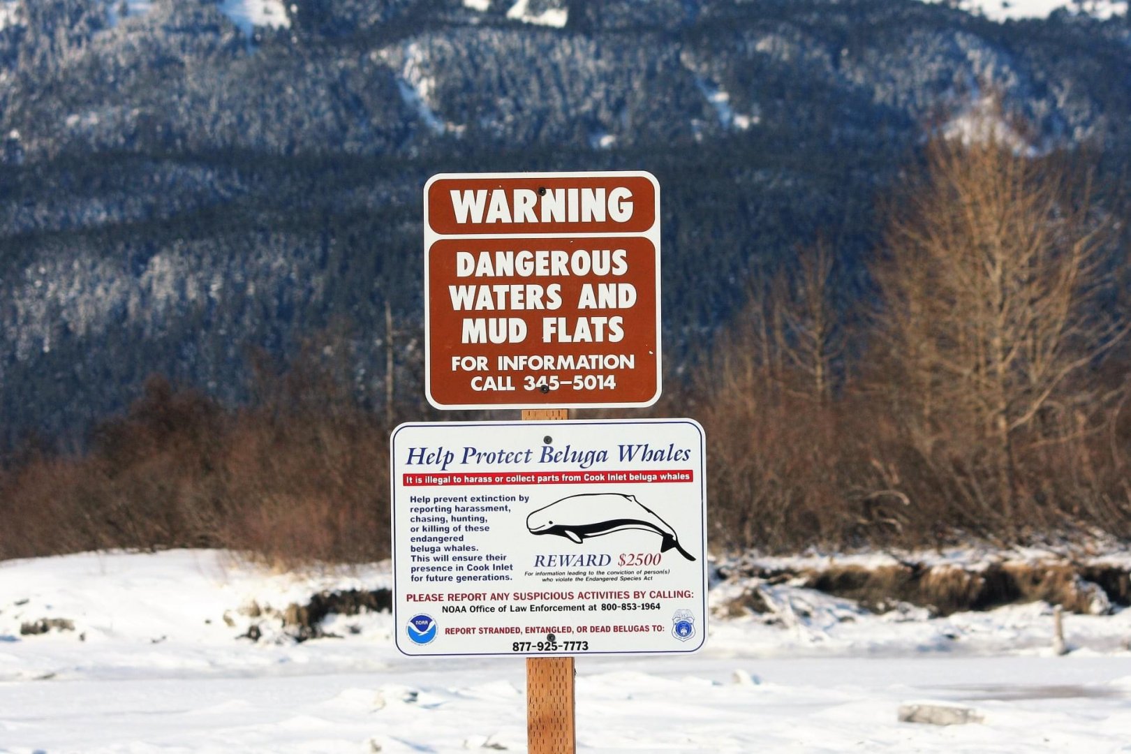 Beluga Whale Information Sign
