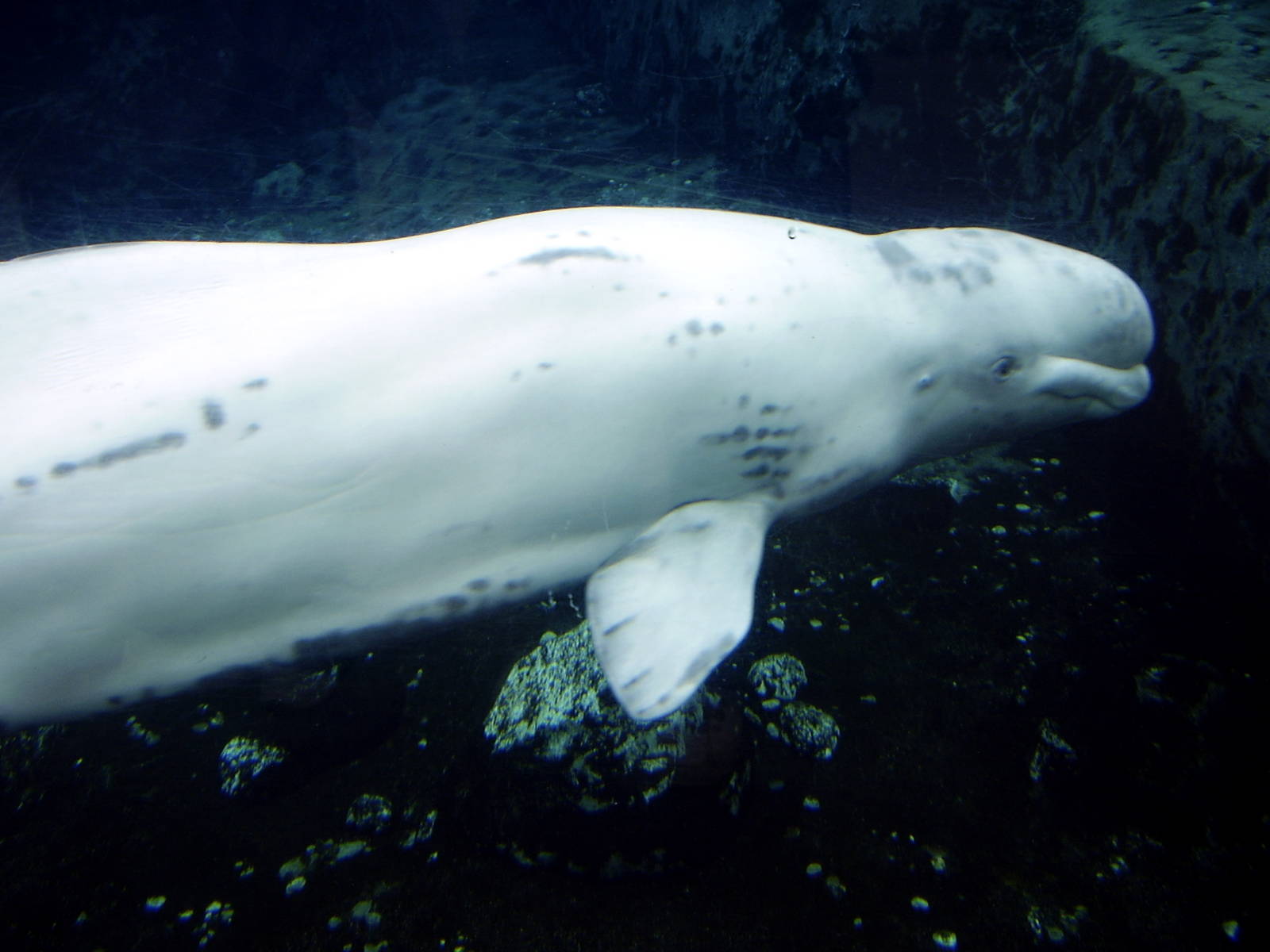 Beluga Whale- Mystic Aqua NOV06