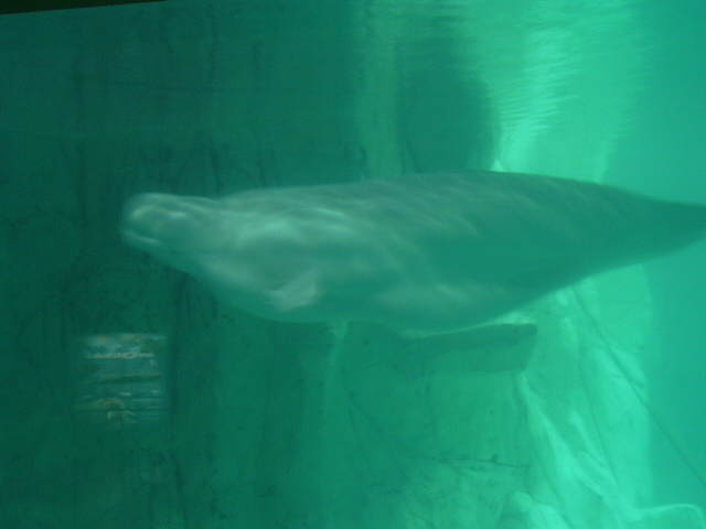 Beluga whale, poor underwater vieuw