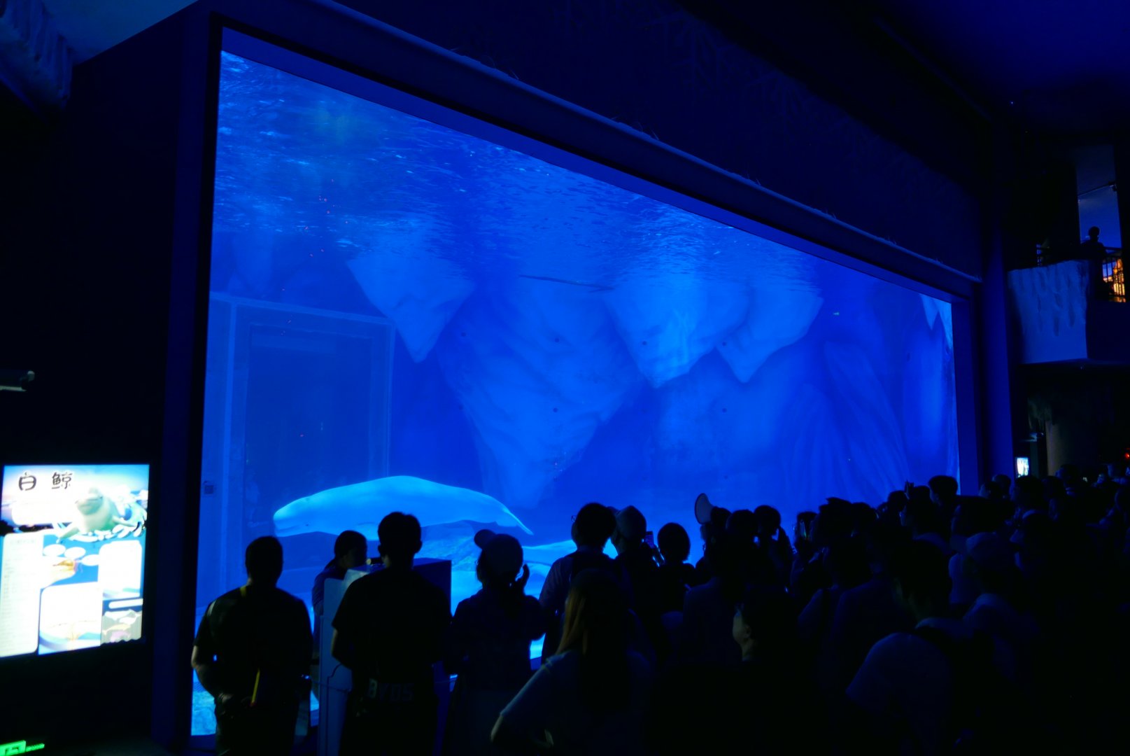 Beluga Whale Tank