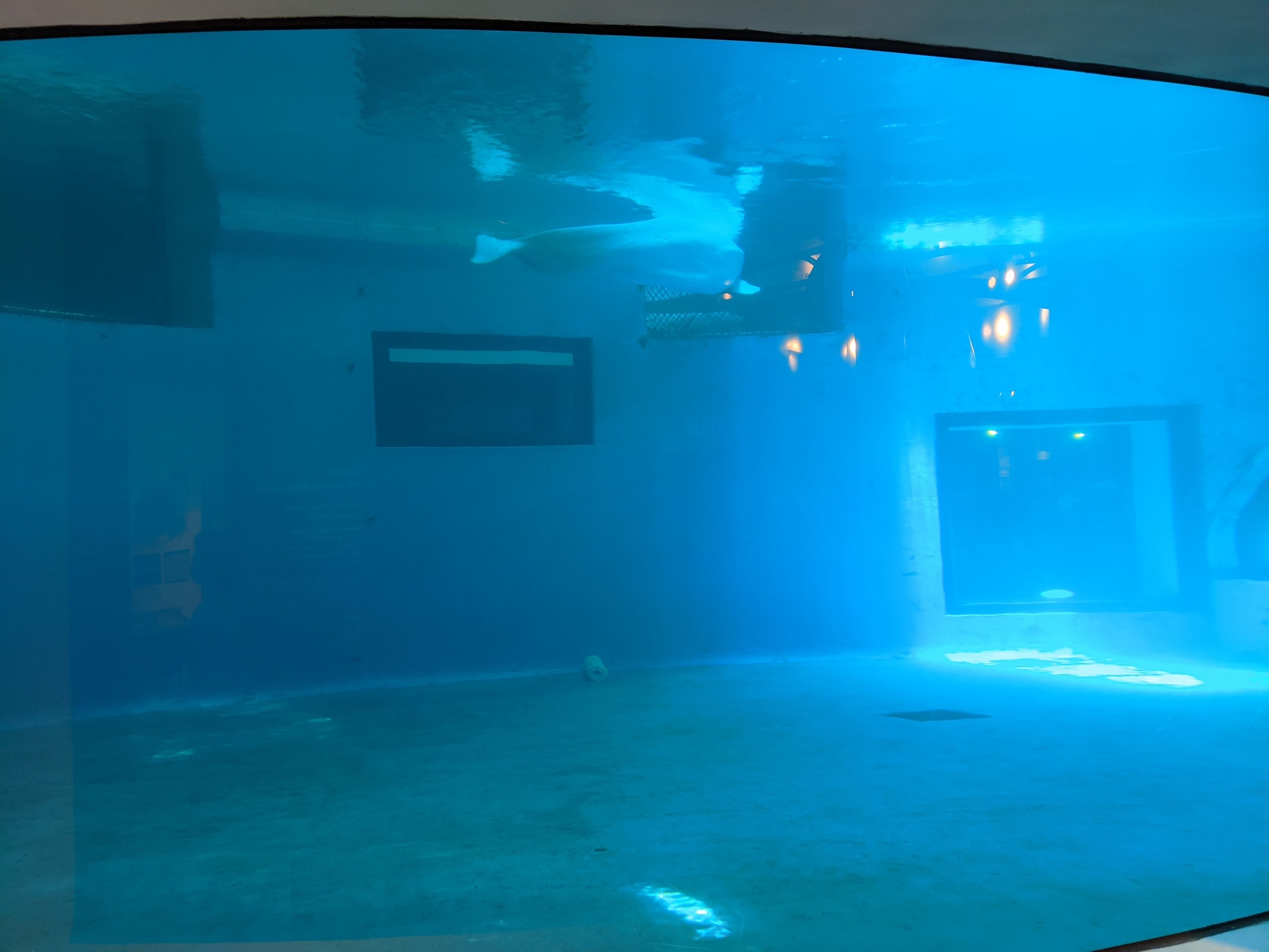 Beluga Whale tank