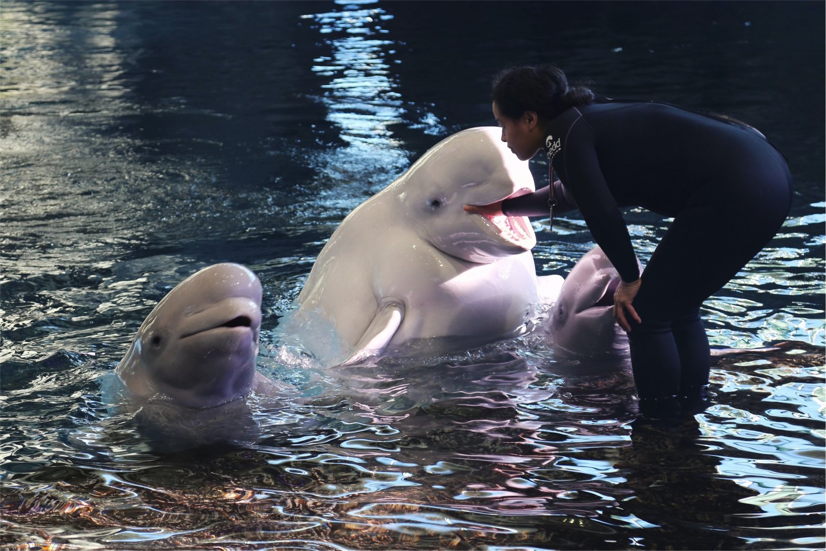 Beluga Whale Training