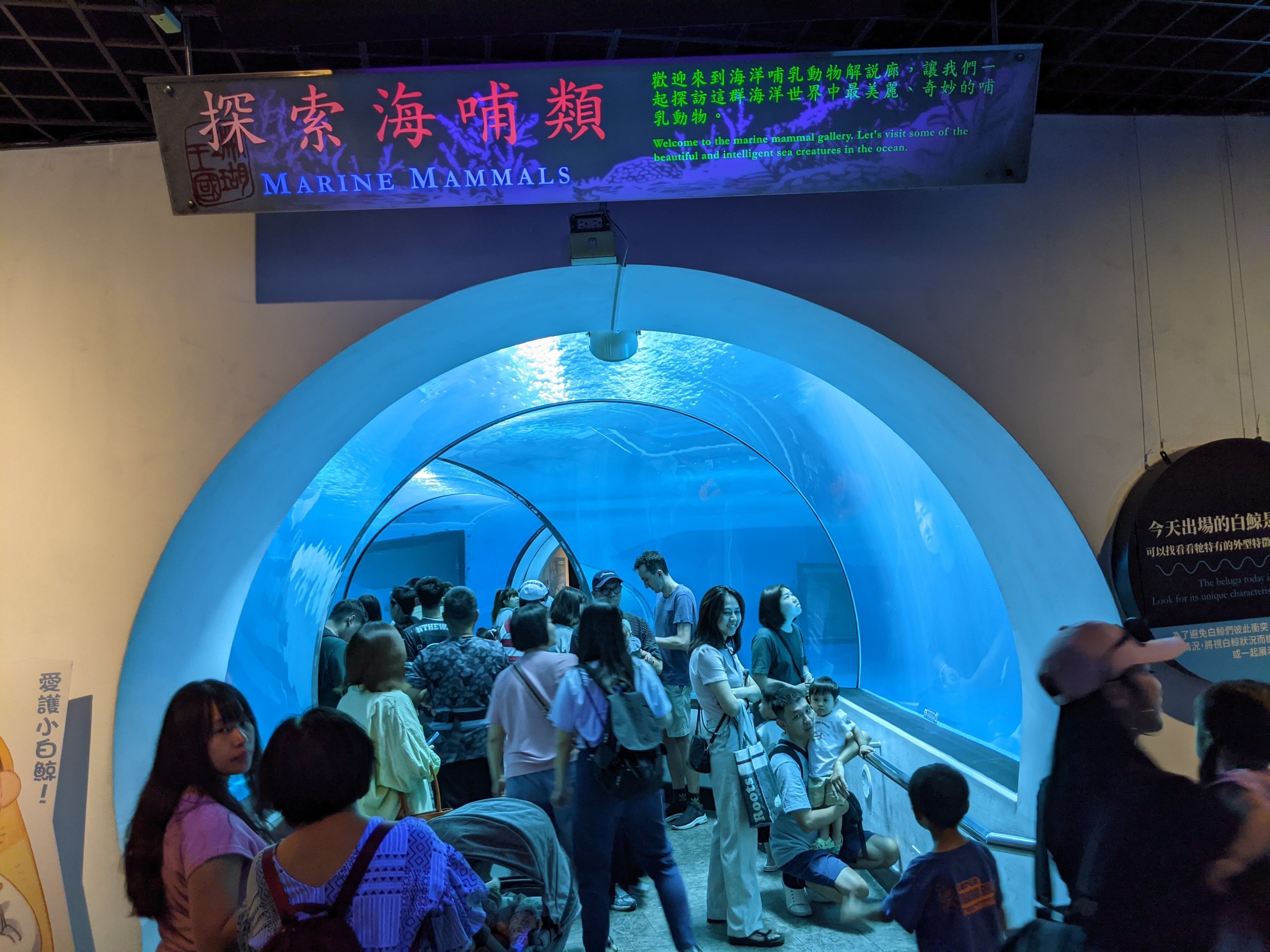 Beluga Whale tunnel