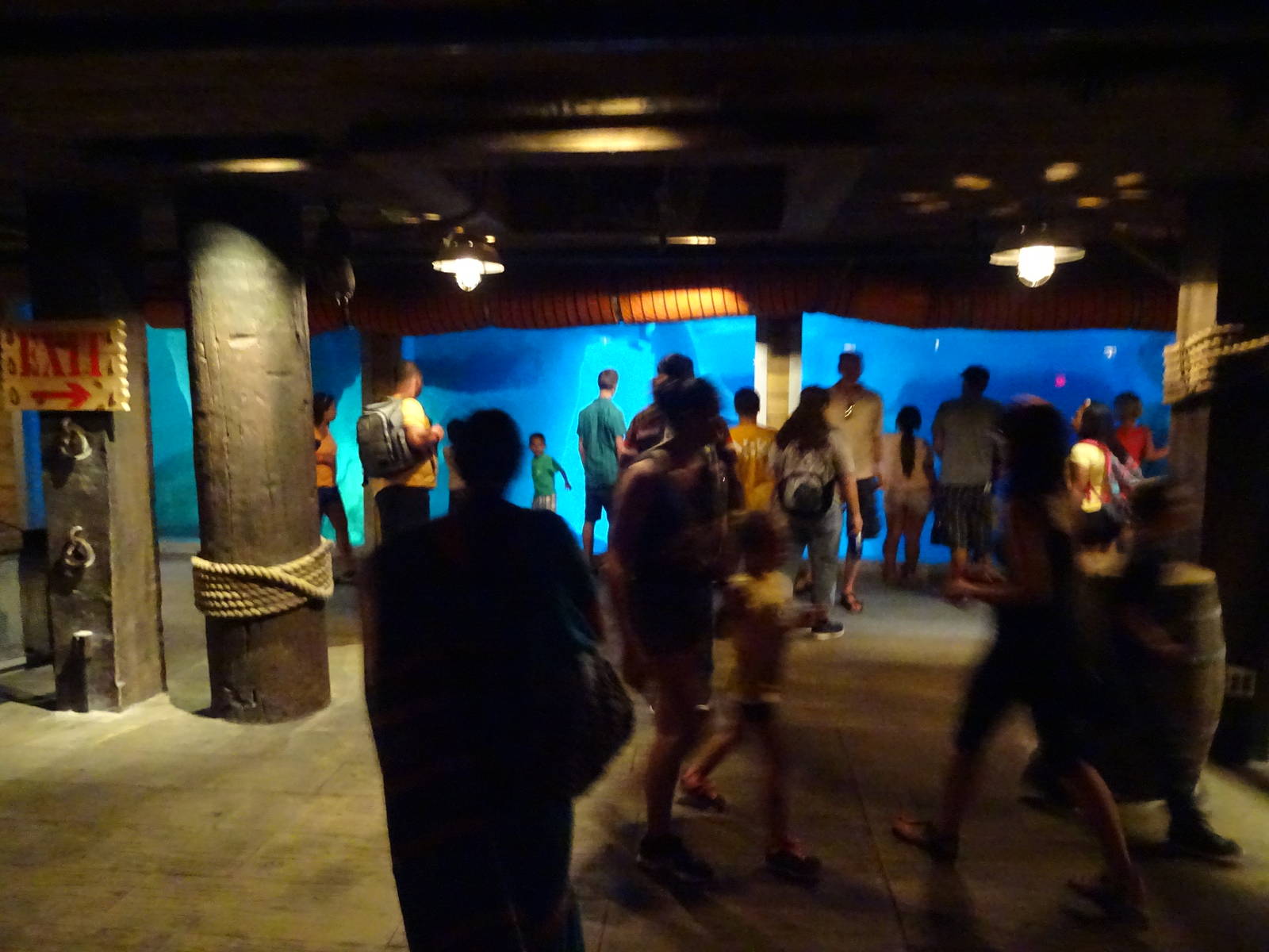 Beluga Whale Underwater Viewing Area at SeaWorld Orlando
