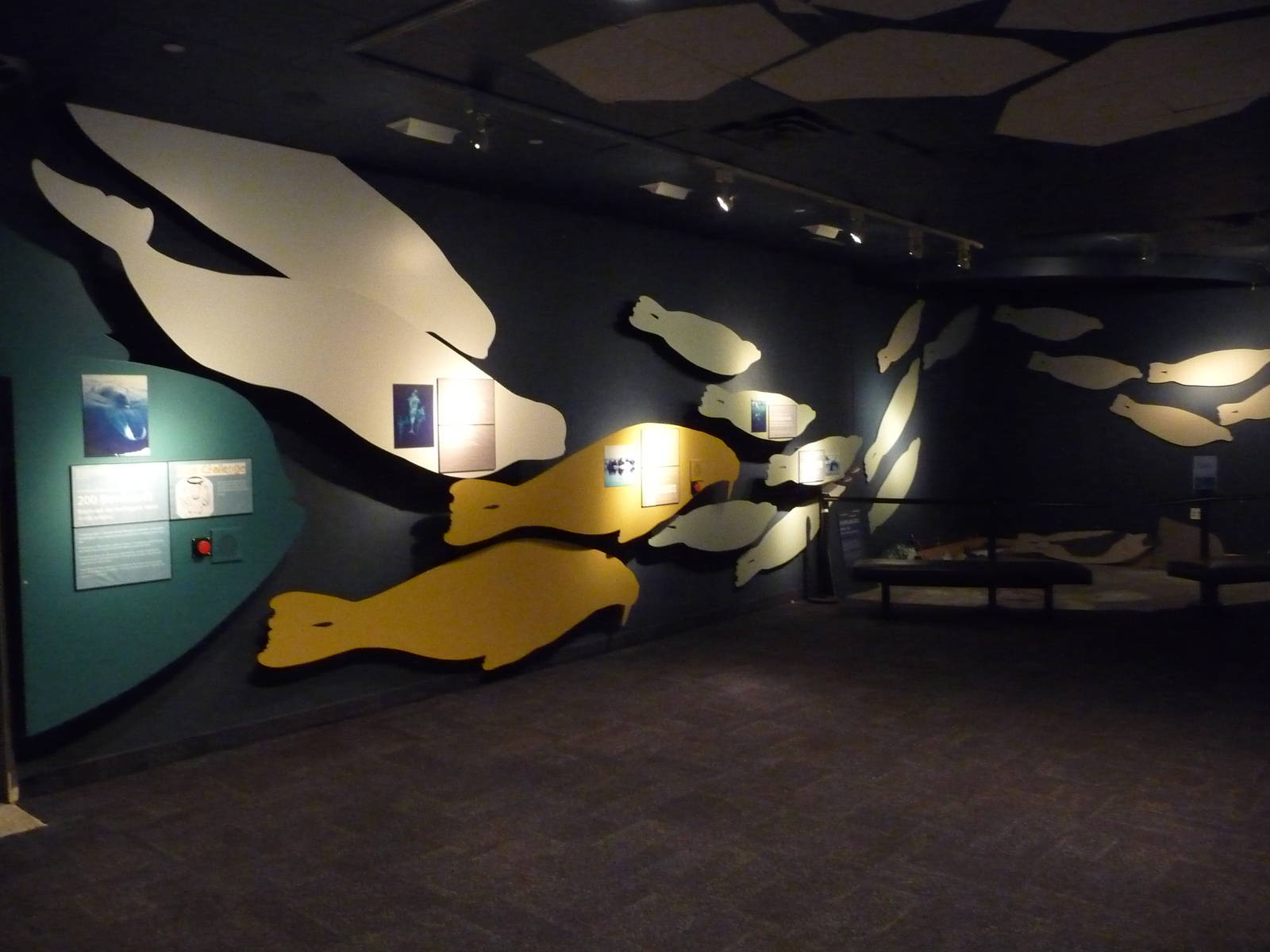 Beluga Whale - Underwater Viewing Area