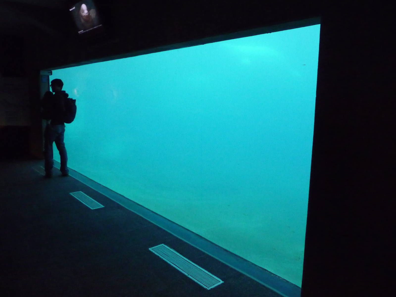 Beluga Whale - Underwater Viewing