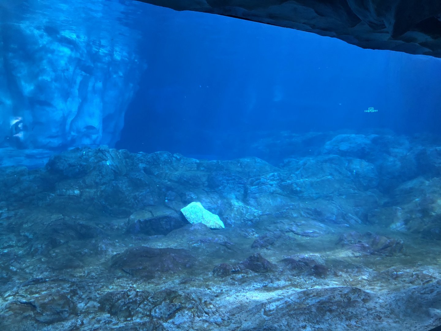 Beluga Whale Underwater Viewing