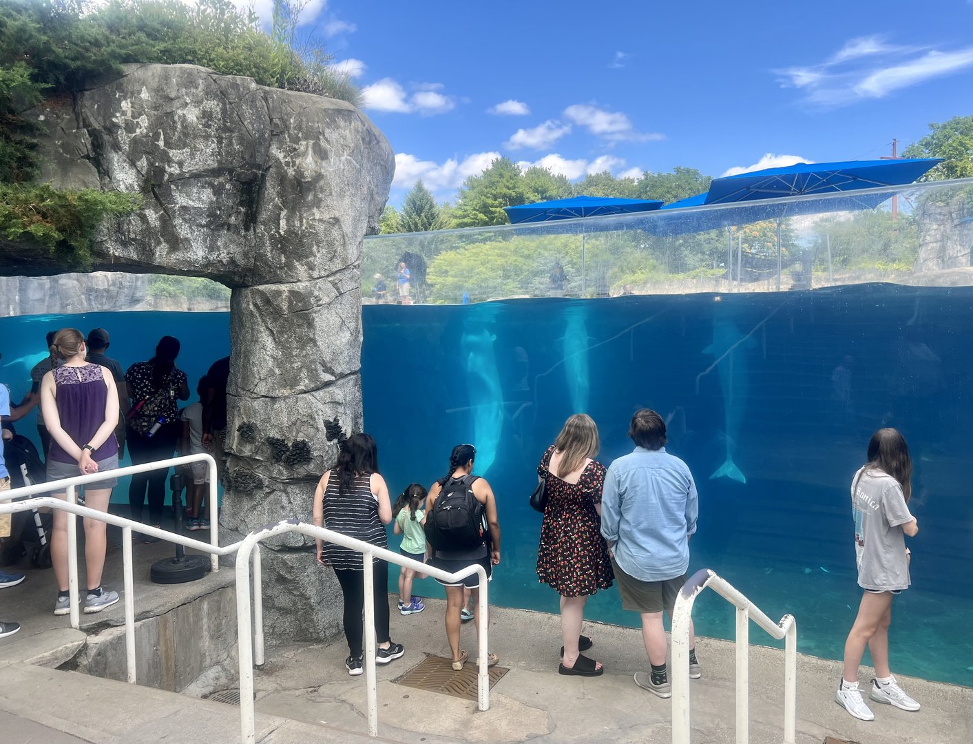 Beluga Whale Viewing