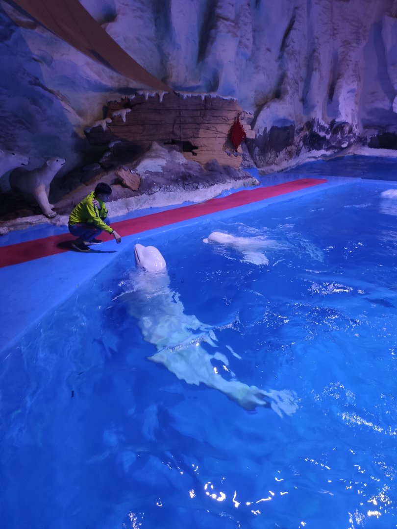 beluga whale，white whale (Delphinapterus leucas)