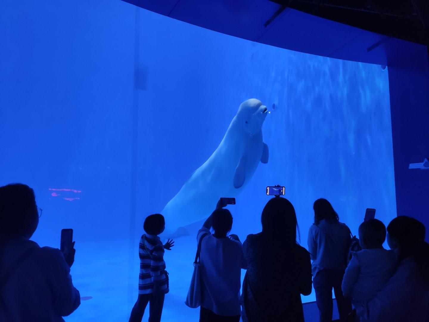 beluga whale，white whale (Delphinapterus leucas)