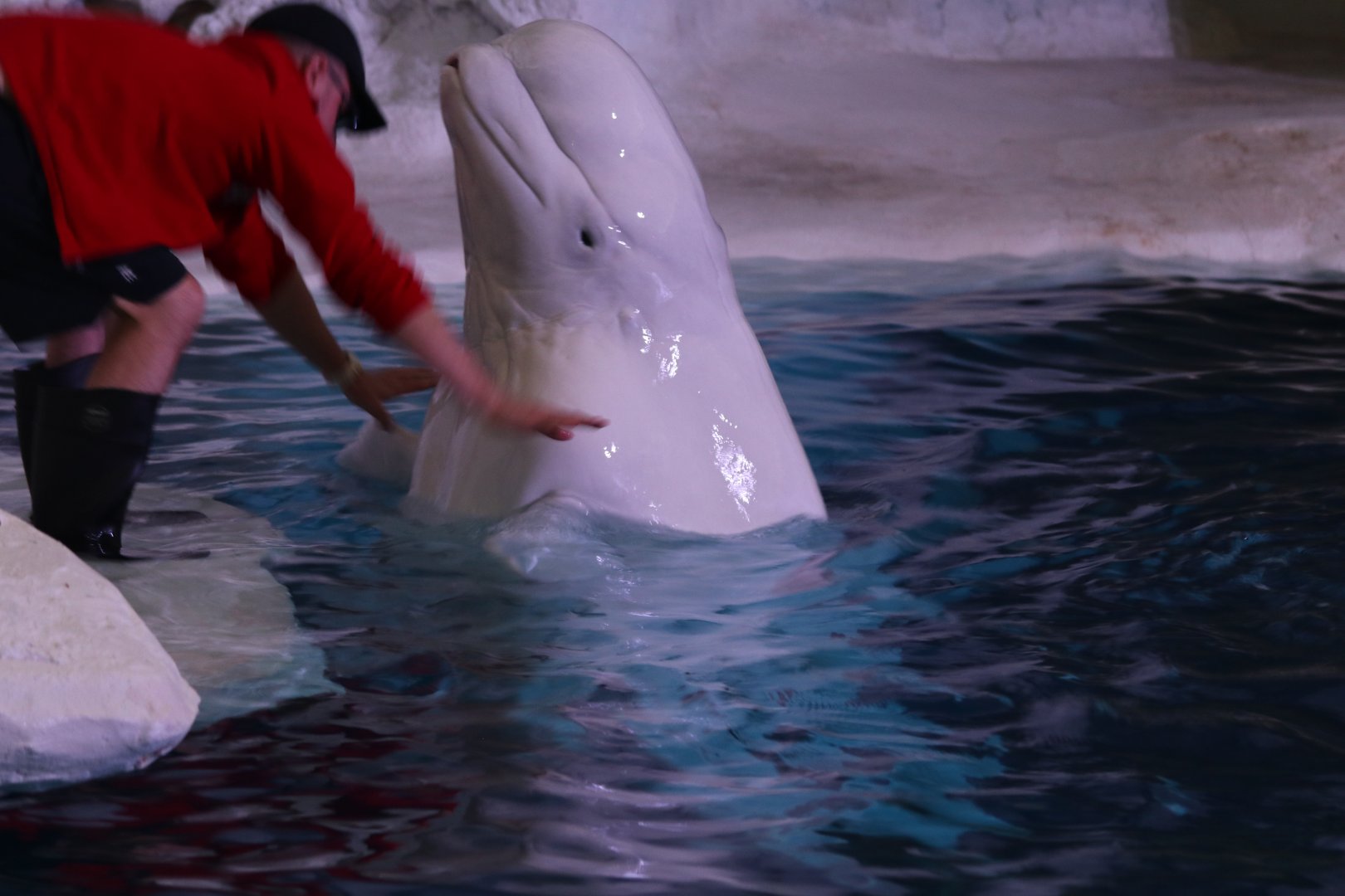 Beluga whale with trainer