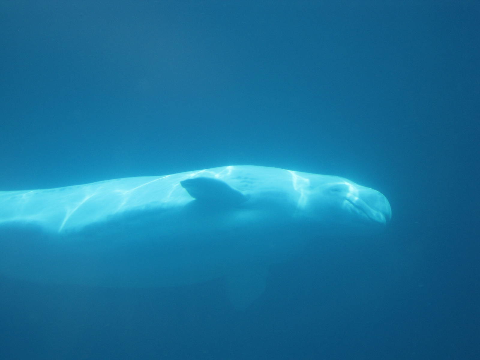 Beluga Whale