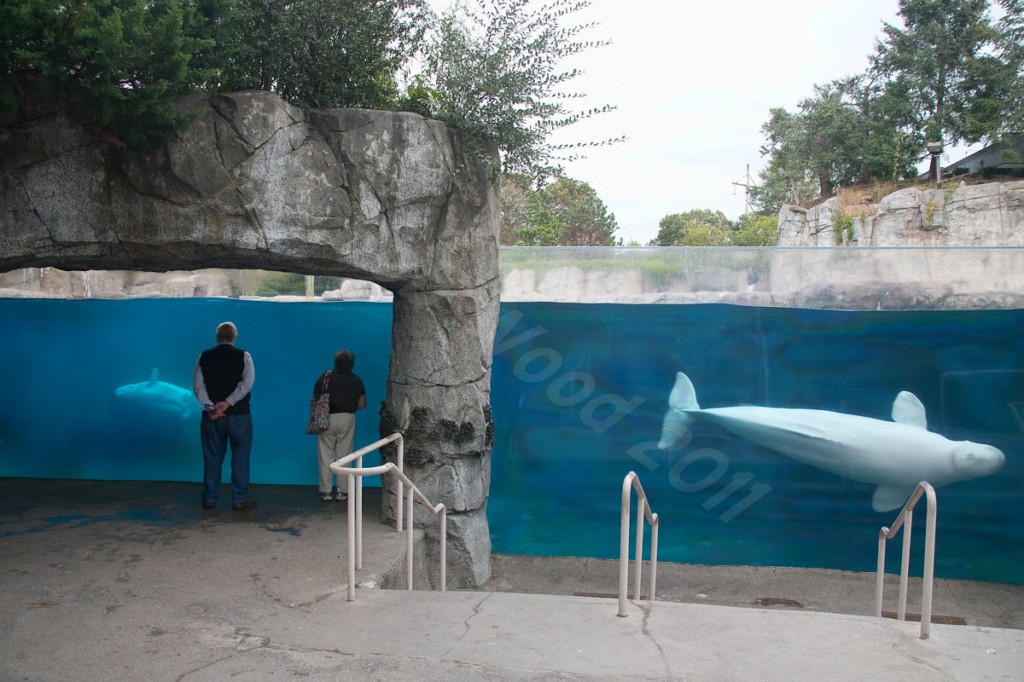 Beluga Whale