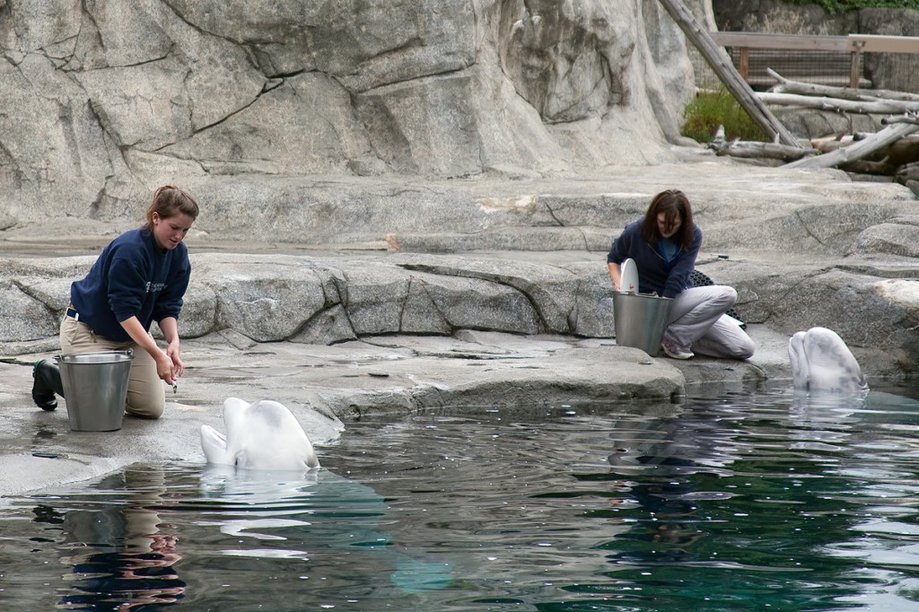 Beluga Whale
