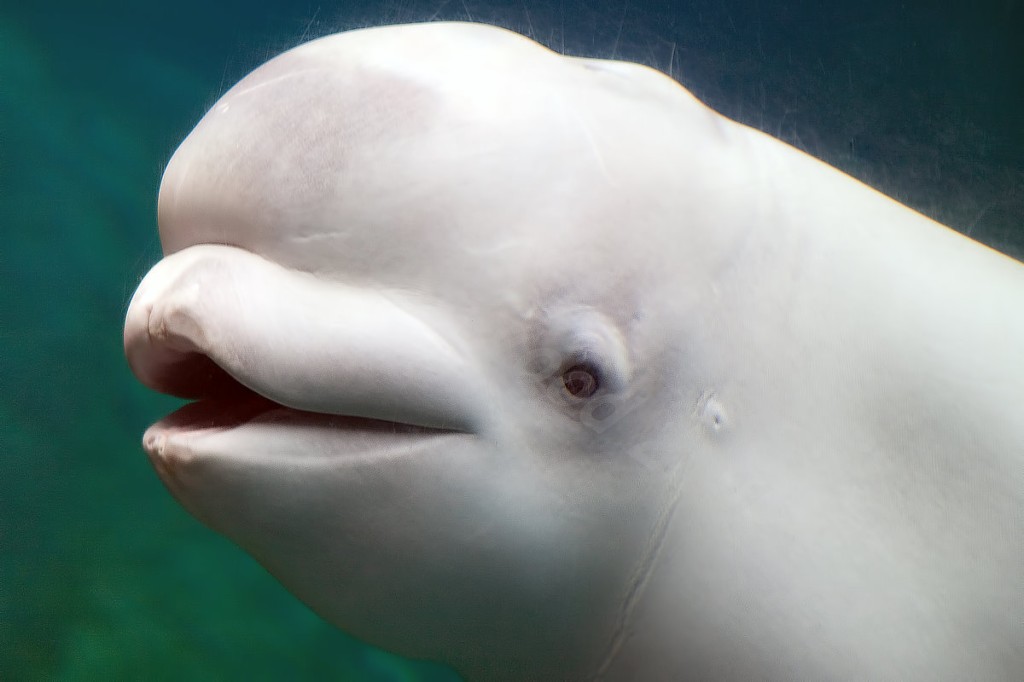 Beluga Whale