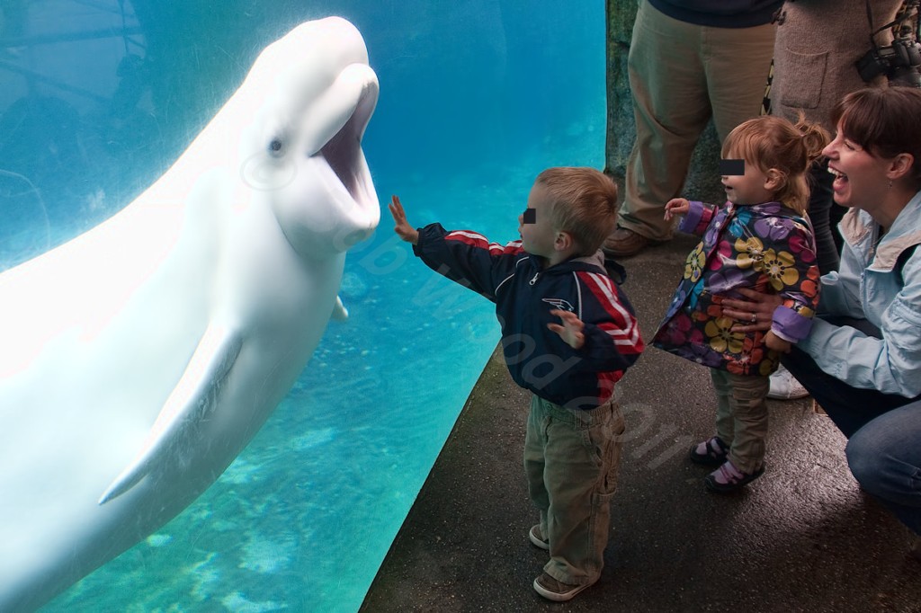 Beluga Whale