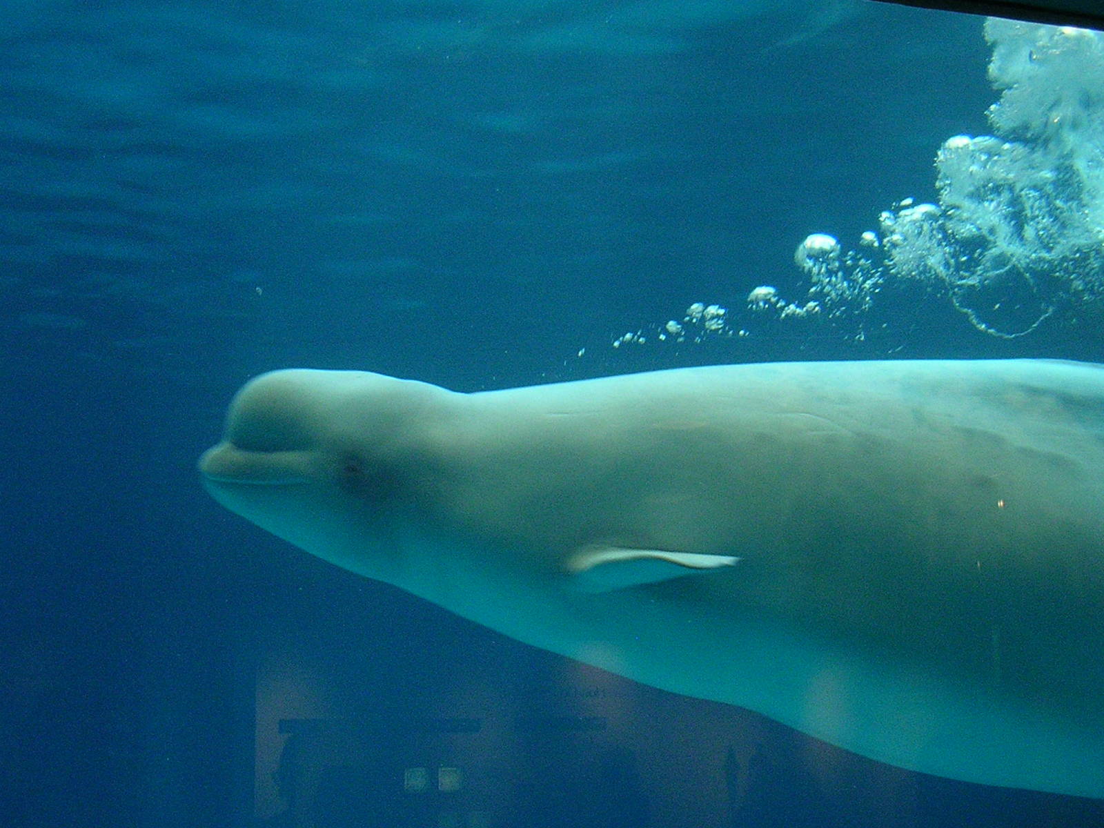 Beluga whale