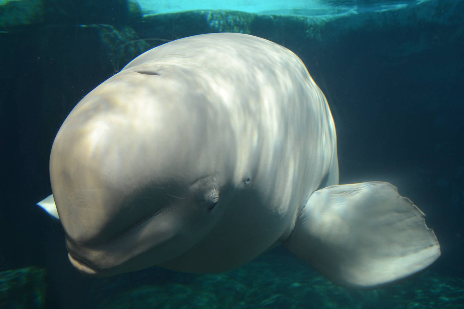 Beluga Whale