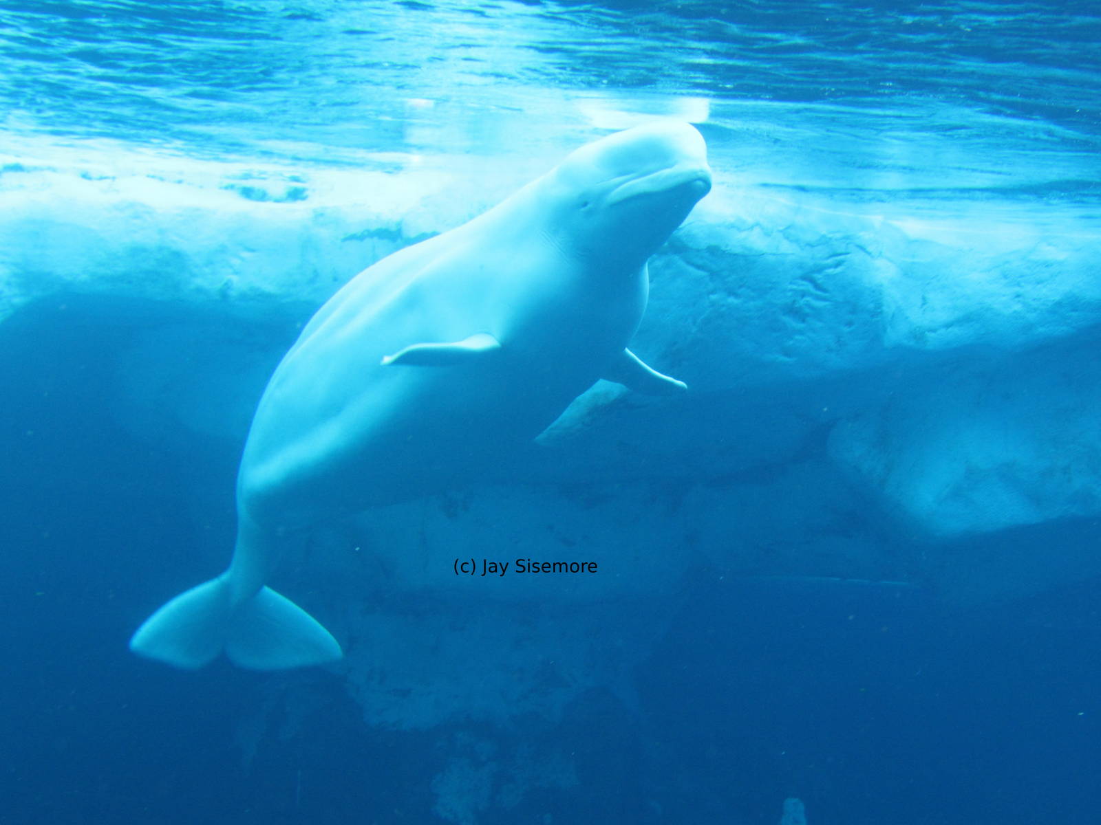 Beluga Whale