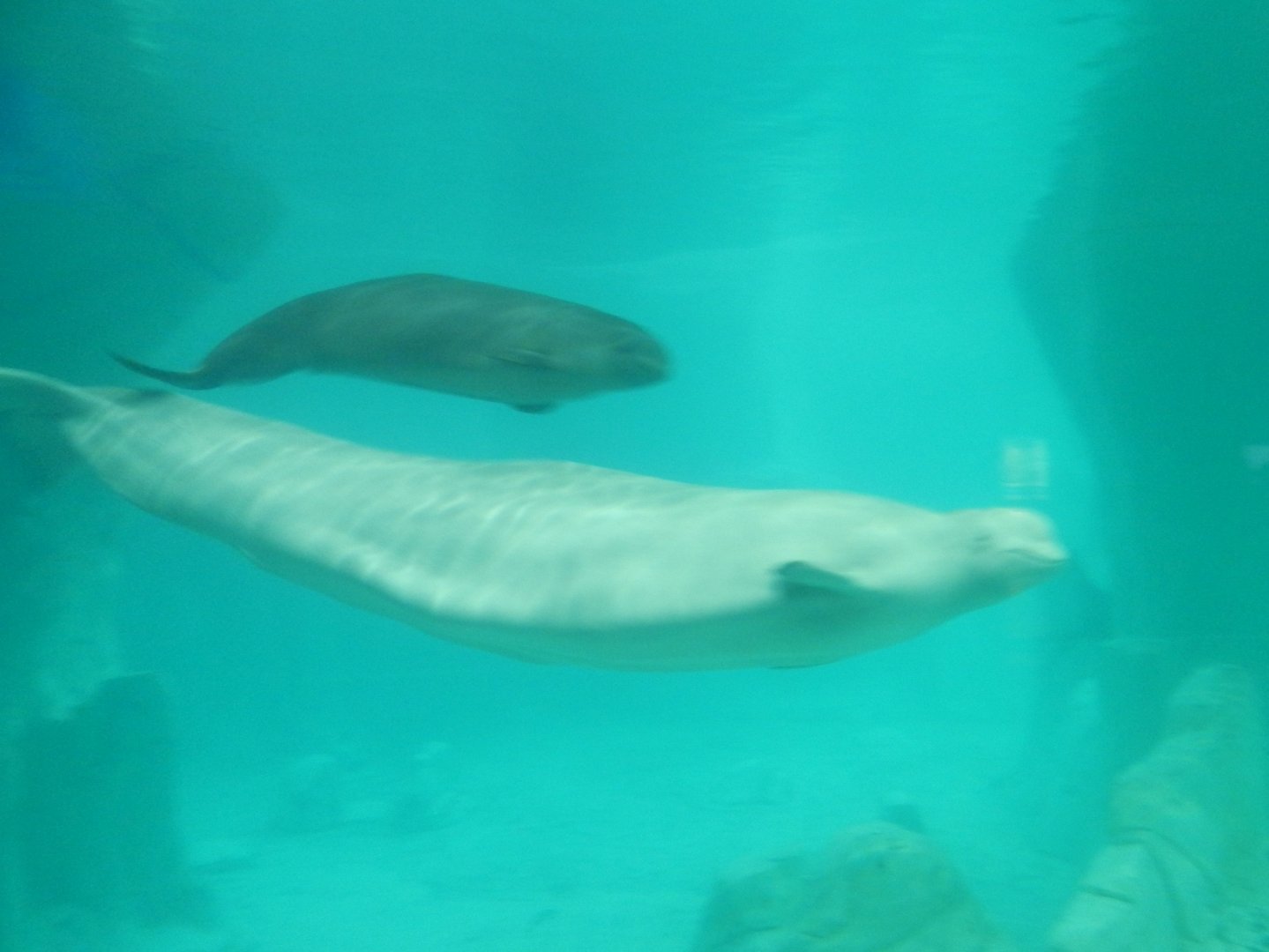 Beluga Whale