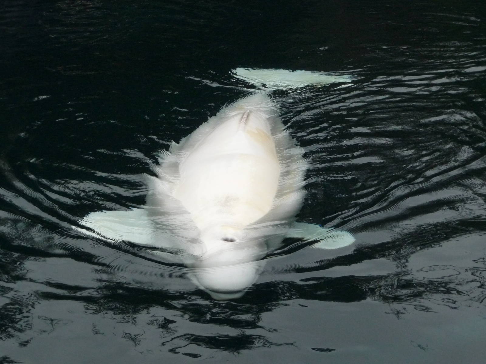 Beluga Whale