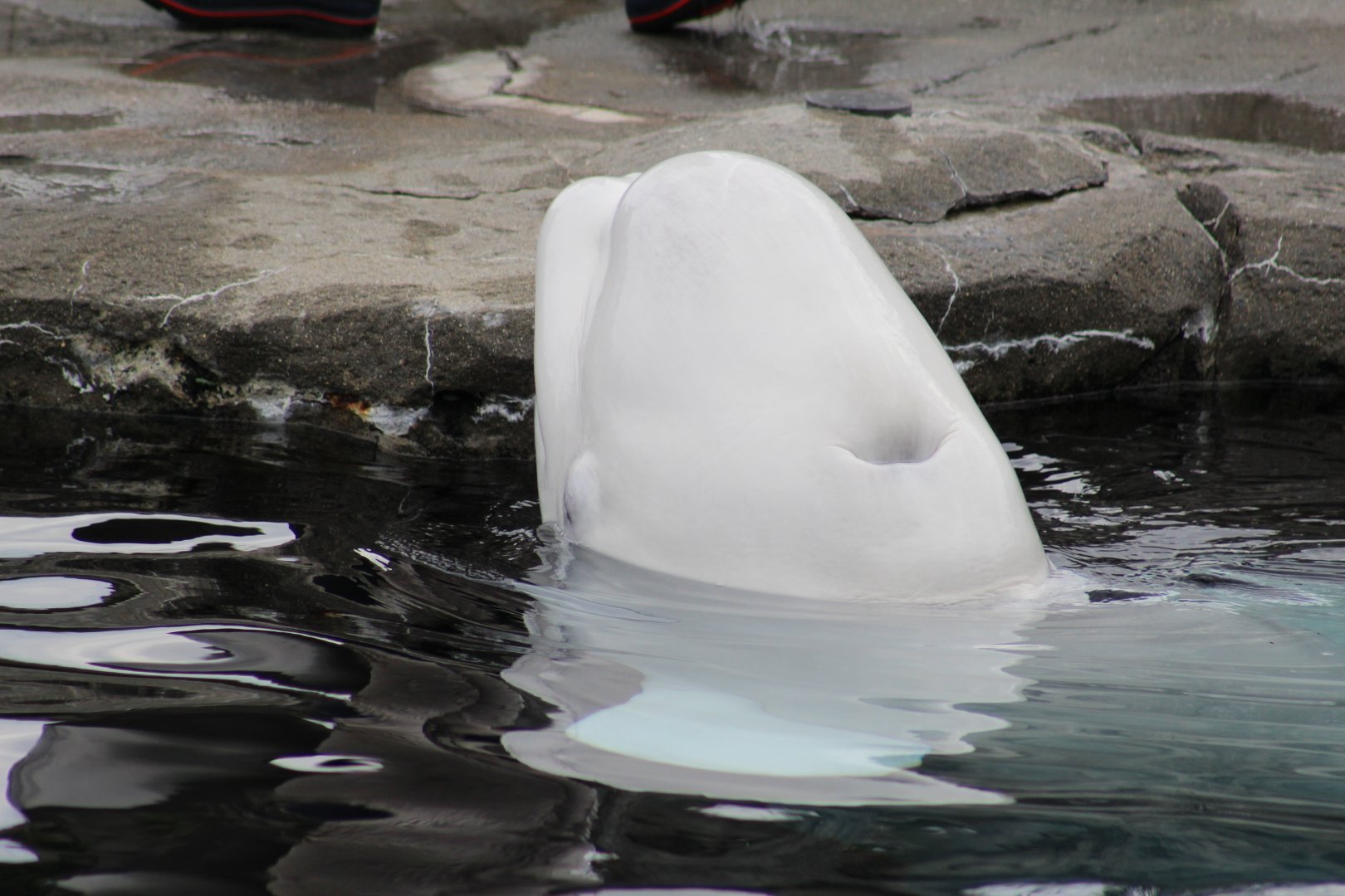 Beluga Whale