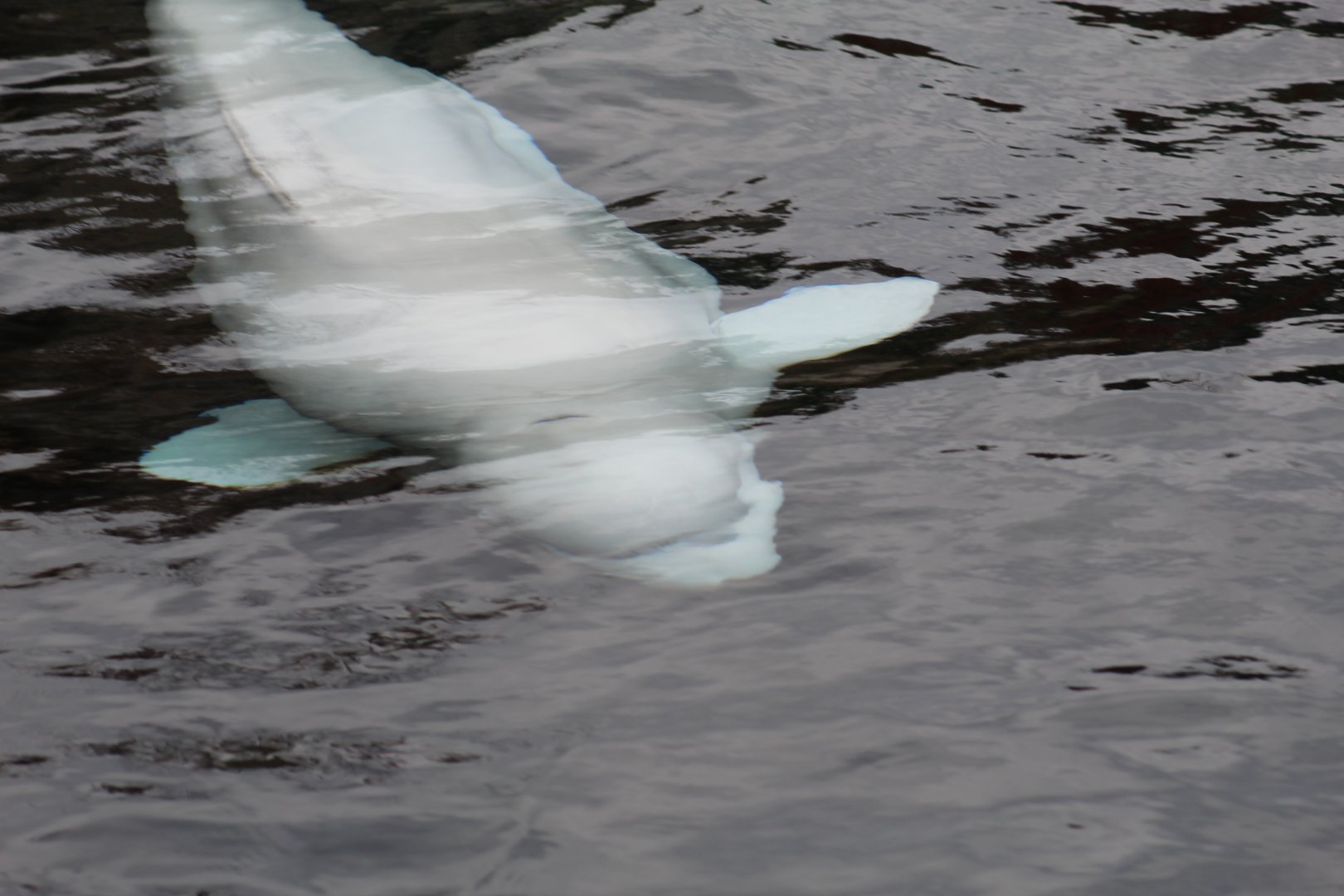 Beluga Whale