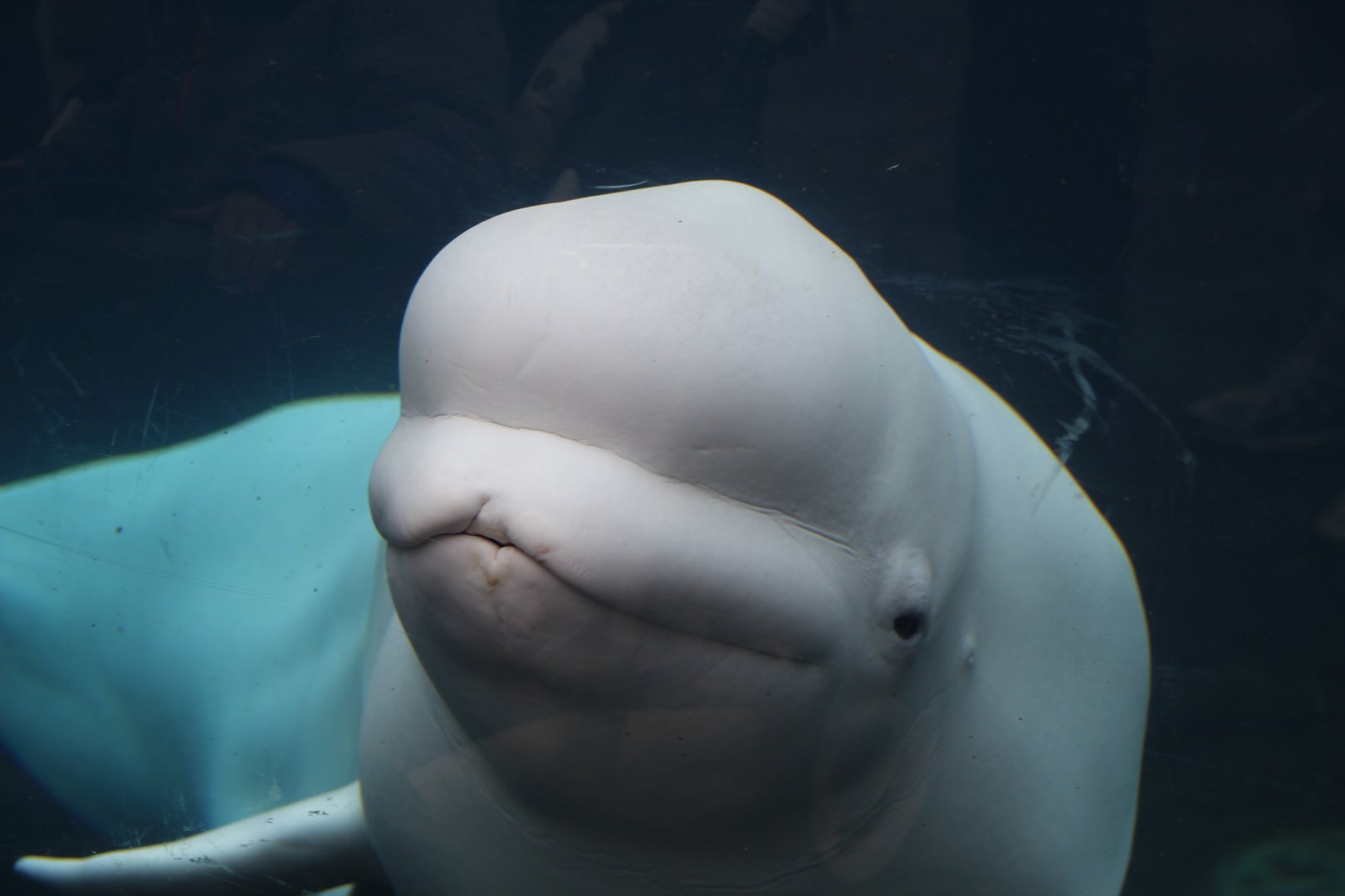 Beluga Whale