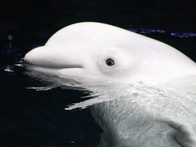 Beluga Whale