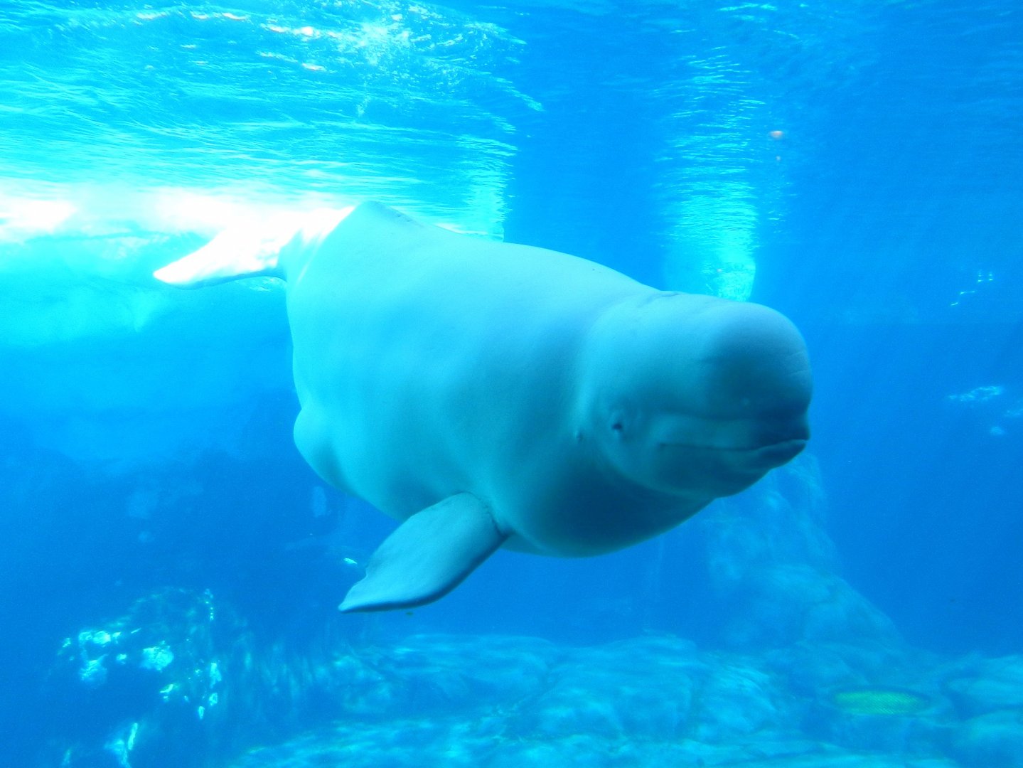 Beluga Whale
