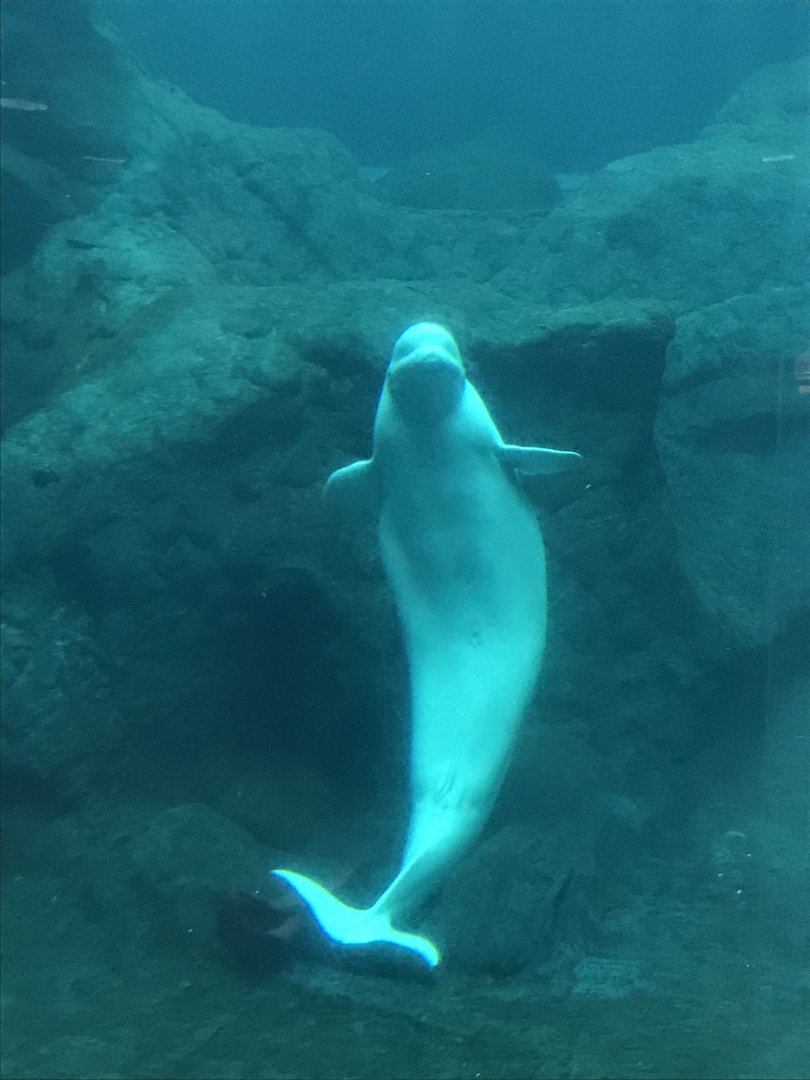 Beluga whale