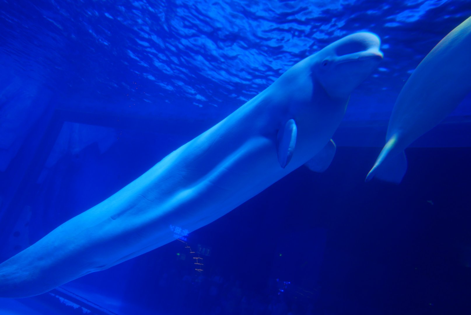 Beluga Whale