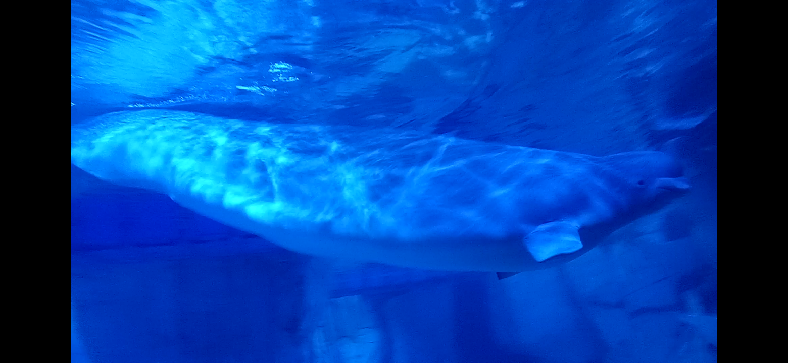 Beluga whale