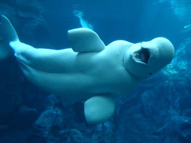 Beluga whale