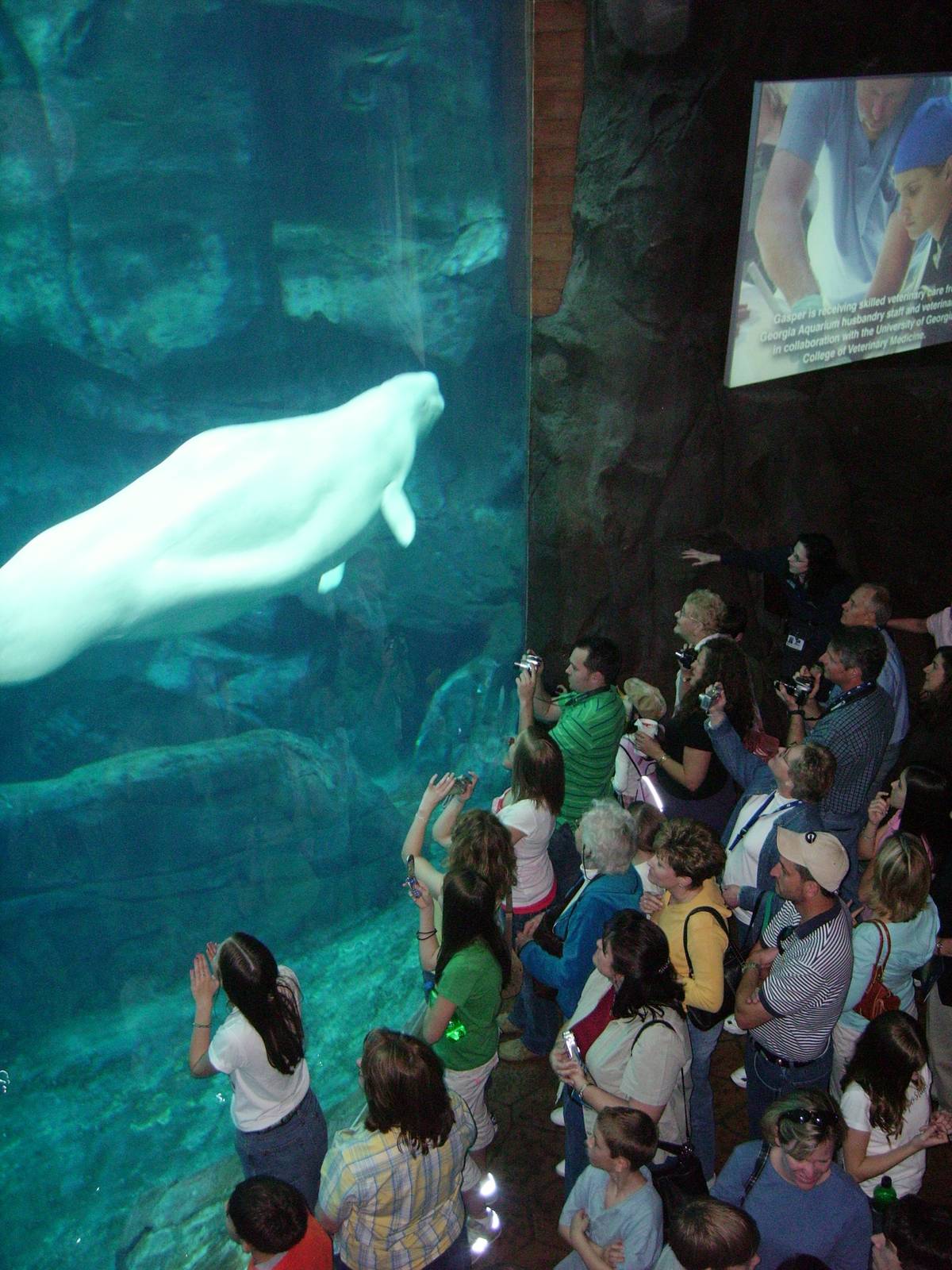 Beluga Whale
