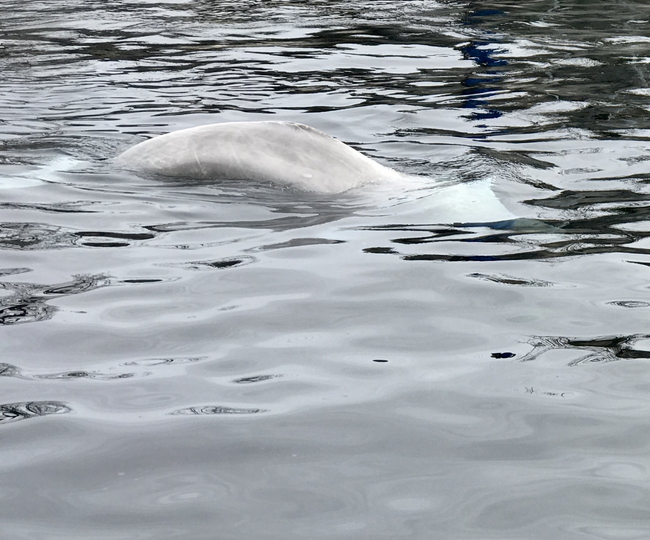 Beluga Whale