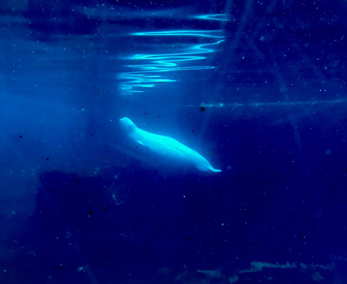 Beluga Whale