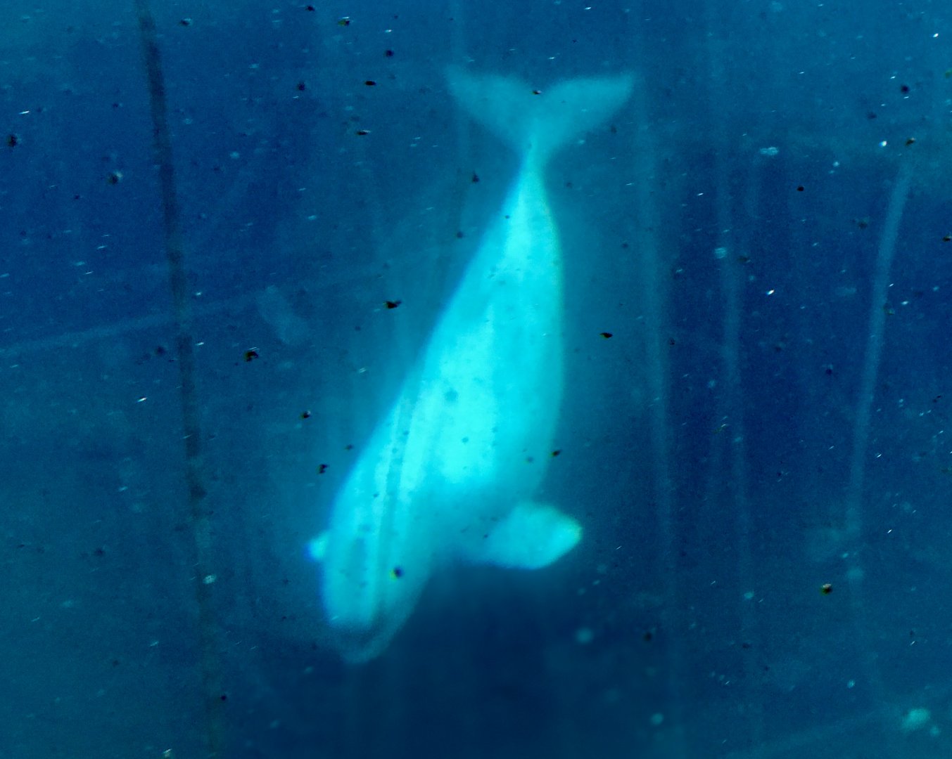 Beluga Whale