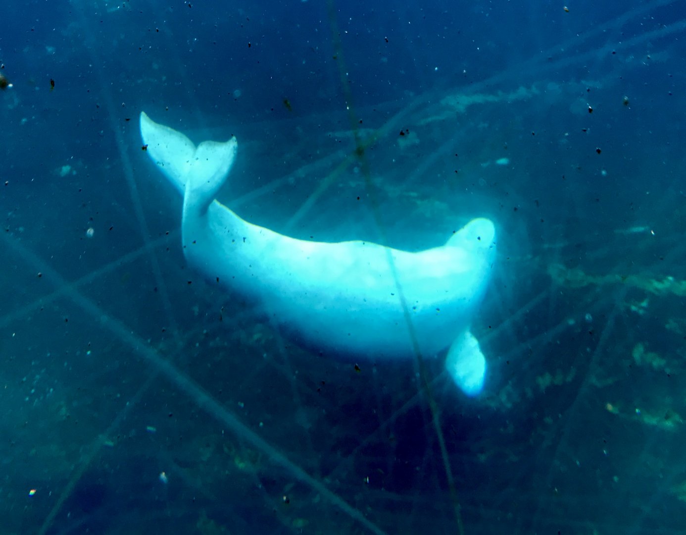 Beluga Whale