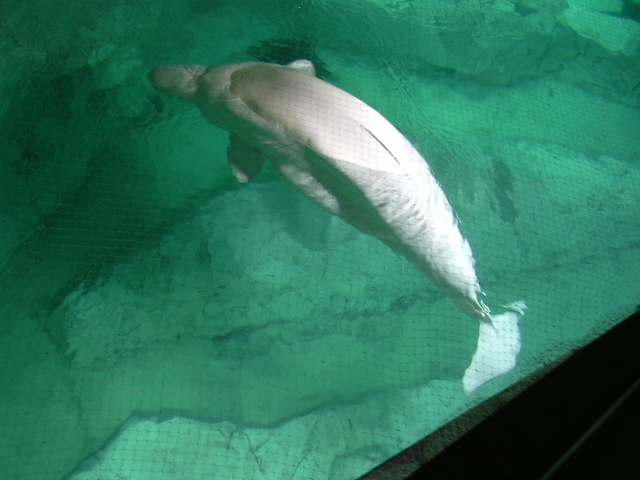 Beluga whale