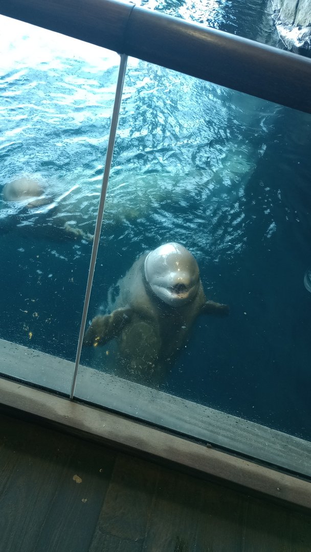 Beluga whale